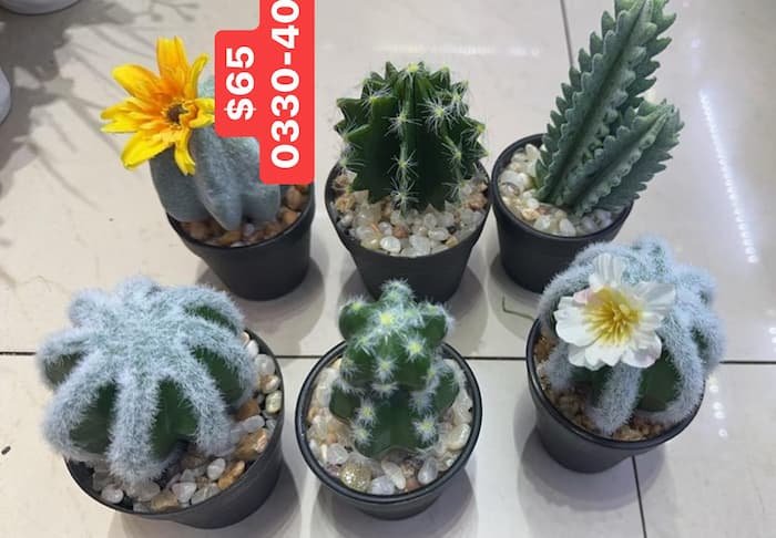 Cactus Artificiales - Imagen 2